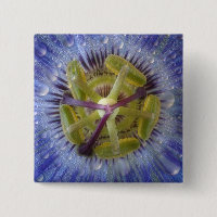 Close-up of dewy passion flower. Credit as: Don