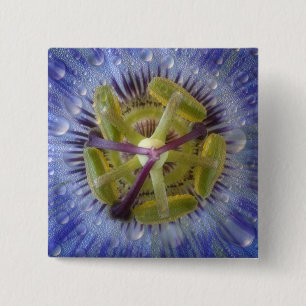 Close-up of dewy passion flower. Credit as: Don 15 Cm Square Badge