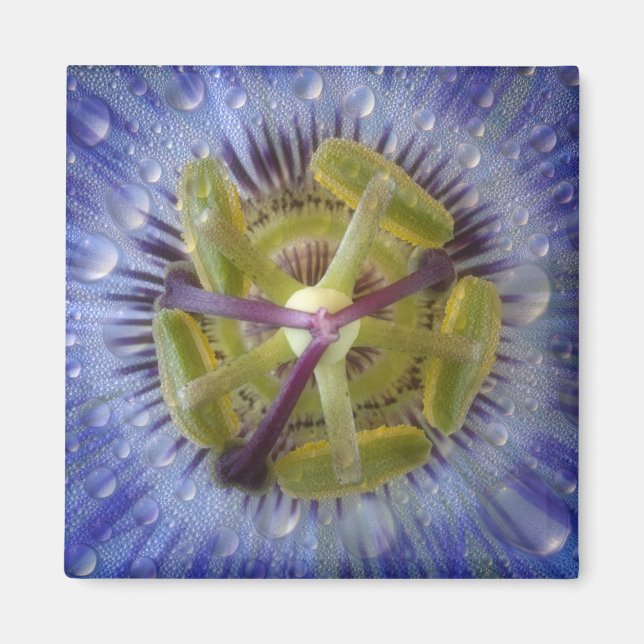 Close-up of dewy passion flower. Credit as: Don Magnet (Front)