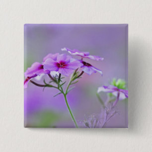 Close-up of Drummond Phlox, Phlox drummondi, 15 Cm Square Badge
