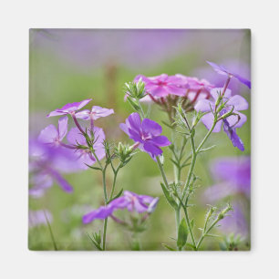 Close-up of Drummond Phlox, Phlox drummondi, 2 Magnet