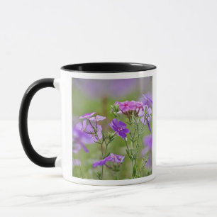 Close-up of Drummond Phlox, Phlox drummondi, 2 Mug