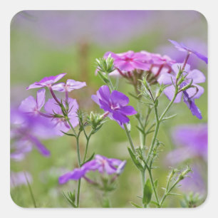 Close-up of Drummond Phlox, Phlox drummondi, 2 Square Sticker