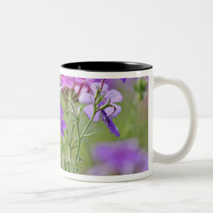 Close-up of Drummond Phlox, Phlox drummondi, 2 Two-Tone Coffee Mug