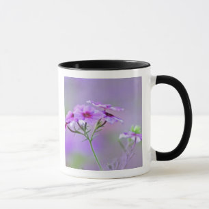 Close-up of Drummond Phlox, Phlox drummondi, Mug