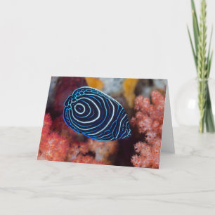 Close-up of Emperor Angelfish Card