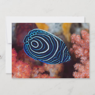 Close-up of Emperor Angelfish Card