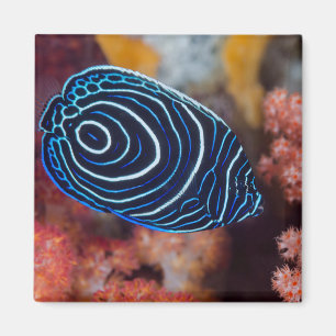 Close-up of Emperor Angelfish Magnet
