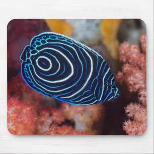 Close-up of Emperor Angelfish Mouse Pad