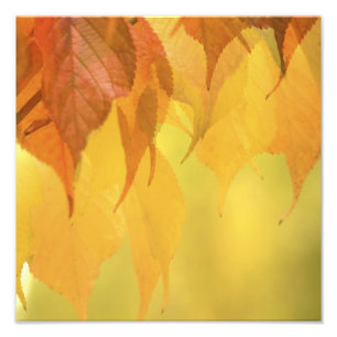 Close-up of Fall Leaves on a Branch Photo Print