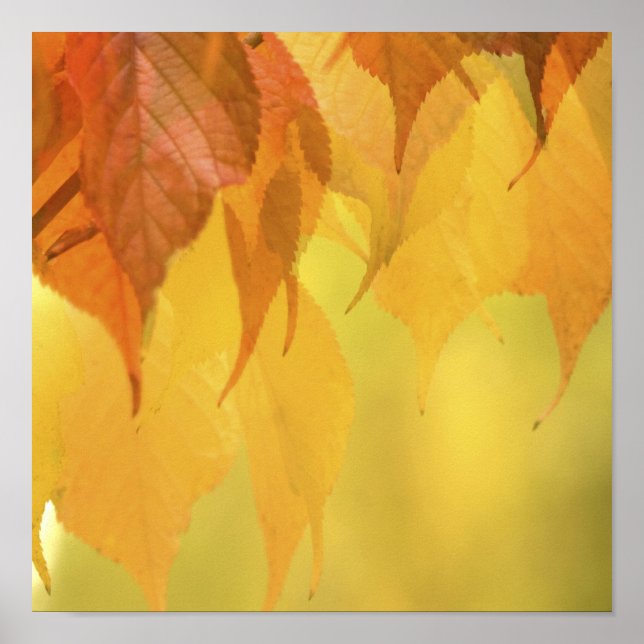 Close-up of Fall Leaves on a Branch Poster (Front)