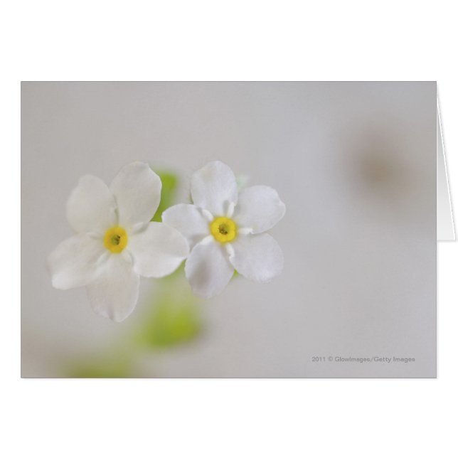 Close-up of flowers (Front Horizontal)