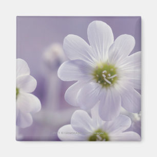Close-up of flowers 2 magnet