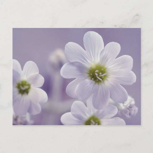 Close-up of flowers 2 postcard (Front)