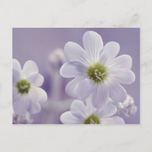 Close-up of flowers 2 postcard