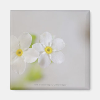 Close-up of flowers magnet