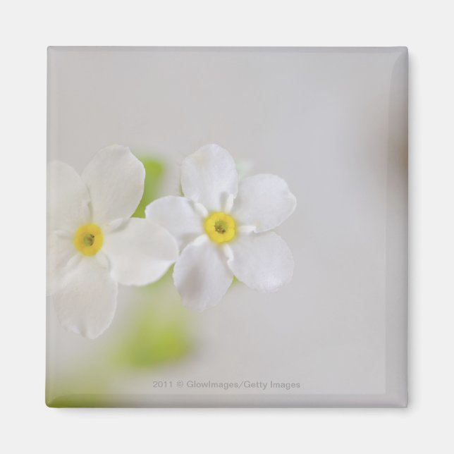 Close-up of flowers magnet (Front)