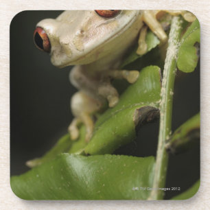 Close up of Forest Tree Frog (Leptopelis Coaster