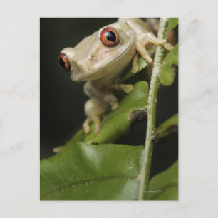Close up of Forest Tree Frog (Leptopelis Postcard