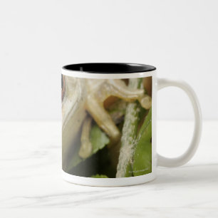 Close up of Forest Tree Frog (Leptopelis Two-Tone Coffee Mug