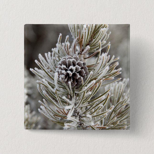 Close-up of frozen pine cone, Yellowstone 15 Cm Square Badge (Front)