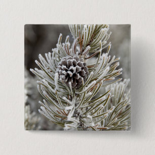 Close-up of frozen pine cone, Yellowstone 15 Cm Square Badge