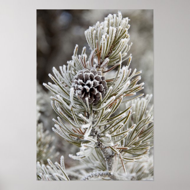 Close-up of frozen pine cone, Yellowstone Poster (Front)