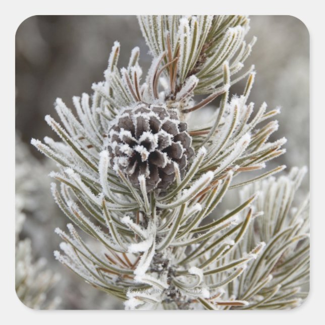 Close-up of frozen pine cone, Yellowstone Square Sticker (Front)