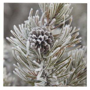 Close-up of frozen pine cone, Yellowstone Tile