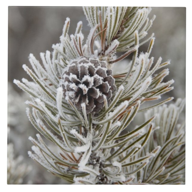 Close-up of frozen pine cone, Yellowstone Tile (Front)
