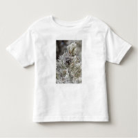 Close-up of frozen pine cone, Yellowstone