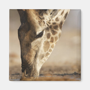 Close up of Giraffe (Giraffa camelopardalis) Magnet