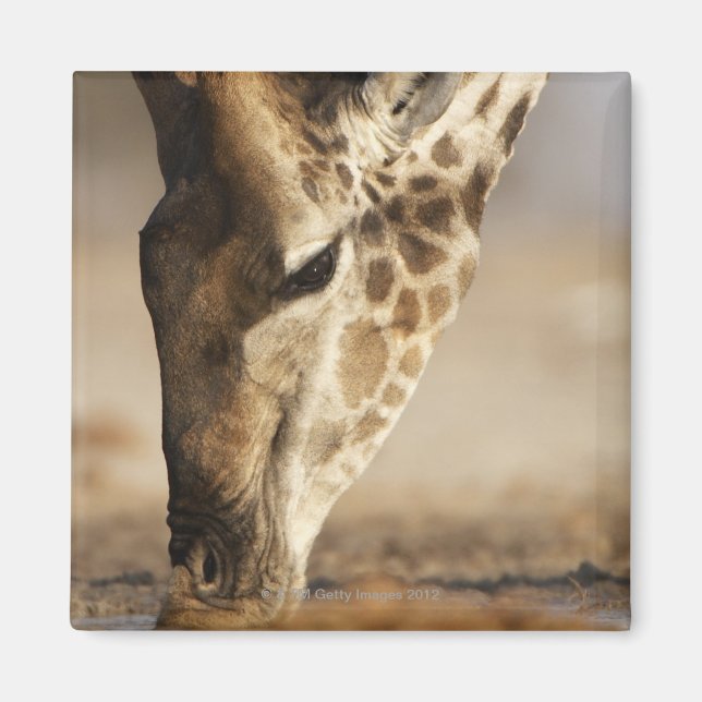 Close up of Giraffe (Giraffa camelopardalis) Magnet (Front)