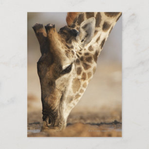 Close up of Giraffe (Giraffa camelopardalis) Postcard