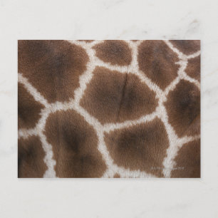 Close up of Giraffes Skin Postcard