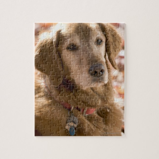Close up of golden labrador retriever dog jigsaw puzzle (Vertical)