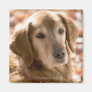 Close up of golden labrador retriever dog magnet