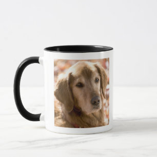 Close up of golden labrador retriever dog mug