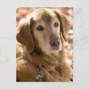 Close up of golden labrador retriever dog postcard