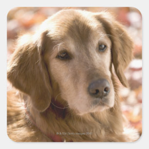 Close up of golden labrador retriever dog square sticker