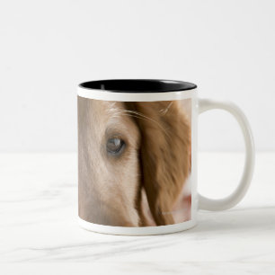 Close up of golden labrador retriever dog Two-Tone coffee mug