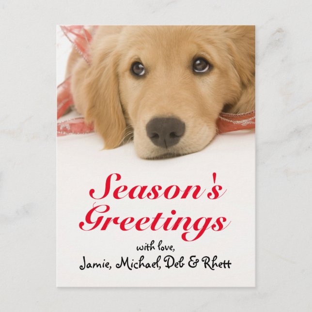 Close-up of Golden Retriever puppy with ribbon Postcard (Front)