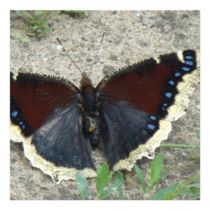 Close up of Gorgeous Mourning Cloak Butterfly Photo Print