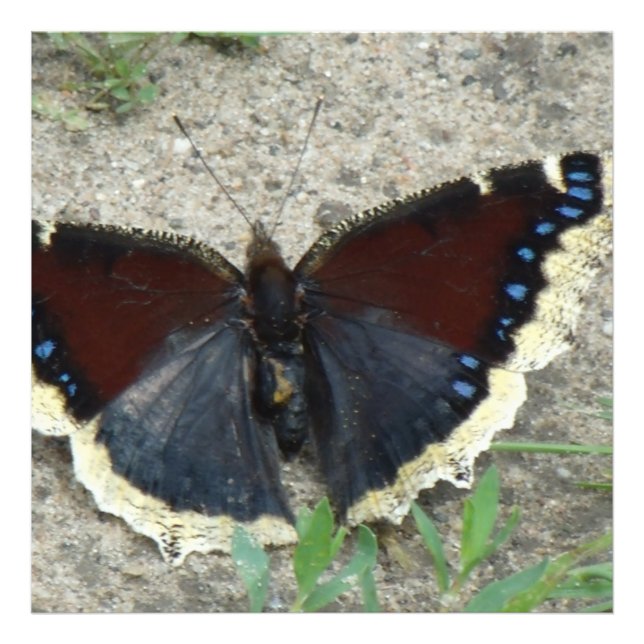Close up of Gorgeous Mourning Cloak Butterfly Photo Print (Front)