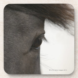 Close-up of horse eye and hair coaster