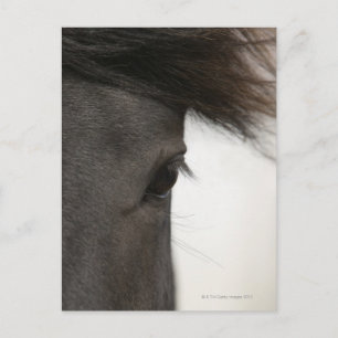 Close-up of horse eye and hair postcard