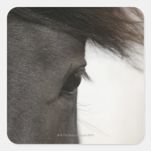 Close-up of  horse eye and hair square sticker