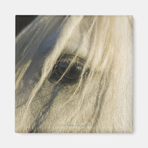 Close-up of Horse eye Magnet