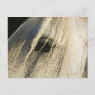 Close-up of Horse eye Postcard