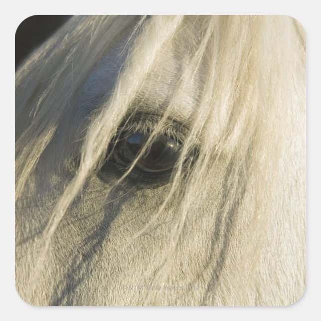 Close-up of Horse eye Square Sticker (Front)